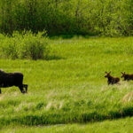 Alaska Fly Fishing Moose