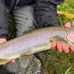Alaska Fly Fishing Rainbow Trout