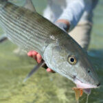 Bahamas Fly Fishing Bonefish