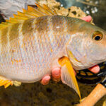 Bahamas Fly Fishing Snapper